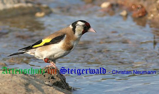 Copyright AiS / 2009 / Christian Neumann / Tornadoropa Bild zum Eintrag (22517-160)