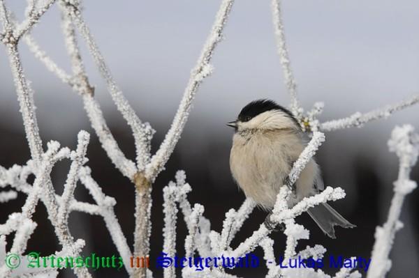 Copyright AiS / 2009 Lukas Marty Naturpixel Bild zum Eintrag (22542-160)
