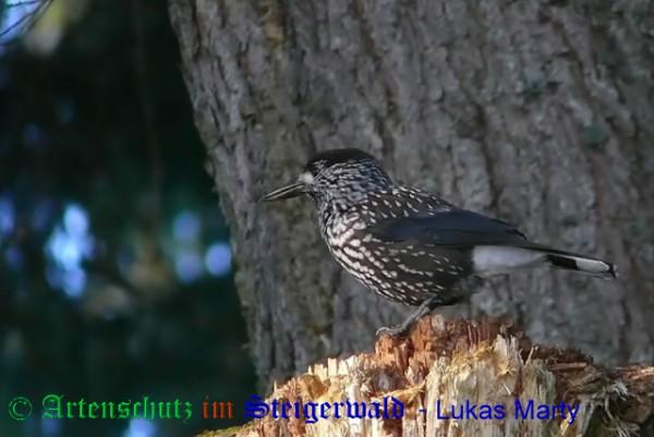 Copyright AiS / 2009 Lukas Marty Naturpixel Bild zum Eintrag (22568-160)