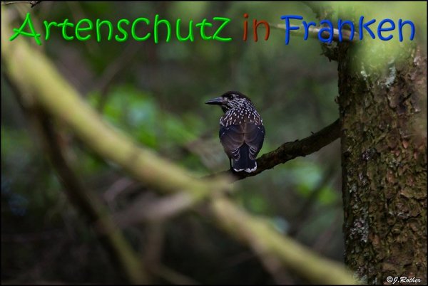 Copyright AiS Johannes Rother Bild zum Eintrag (22570-160)