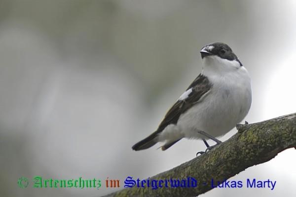 Copyright AiS / 2009 Lukas Marty Naturpixel Bild zum Eintrag (22604-160)