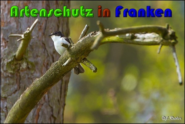 Copyright AiS Johannes Rother Bild zum Eintrag (22605-160)
