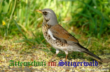 Copyright AiS / Andy Gehrig Bild zum Eintrag (22662-160)