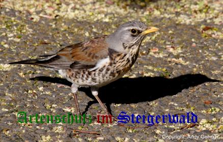 Copyright AiS / Andy Gehrig Bild zum Eintrag (22664-160)