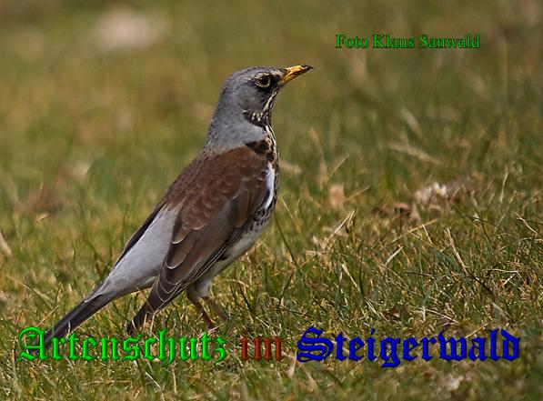 Copyright AiS-Klaus Sanwald Bild zum Eintrag (22667-160)
