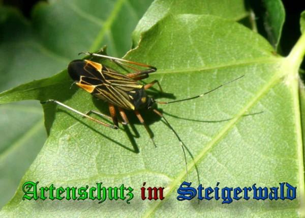 Copyright AiS / 2009 Albert Meier Bild zum Eintrag (22701-160)