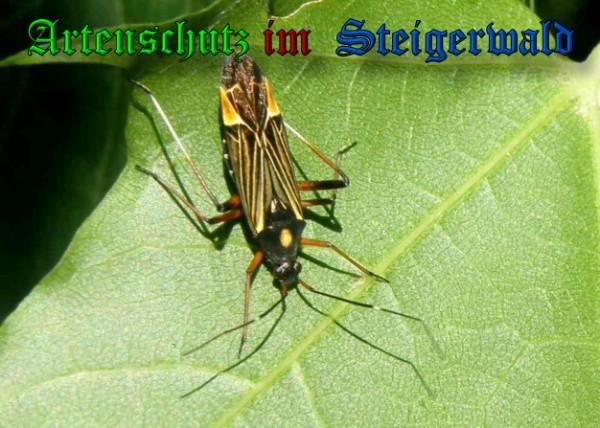 Copyright AiS / 2009 Albert Meier Bild zum Eintrag (22703-160)