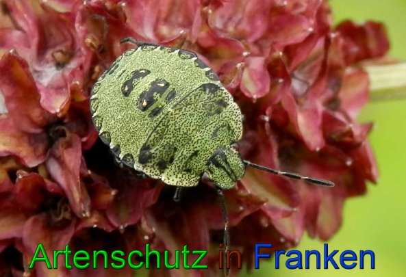 Copyright AiS- Albert Meier Bild zum Eintrag (22732-160)