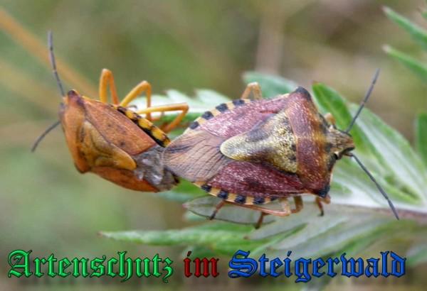 Copyright AiS / 2009 Albert Meier Bild zum Eintrag (22752-160)