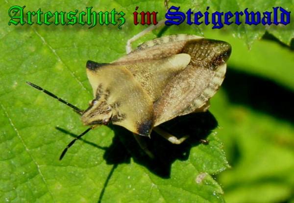 Copyright AiS / 2009 Albert Meier Bild zum Eintrag (22762-160)
