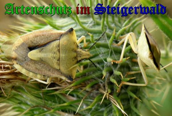 Copyright AiS / 2009 Albert Meier Bild zum Eintrag (22764-160)