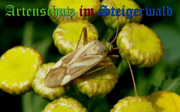 Copyright AiS / 2009 Albert Meier Bild zum Eintrag (22794-160)