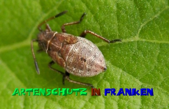 Copyright AiS- Albert Meier Bild zum Eintrag (22804-160)