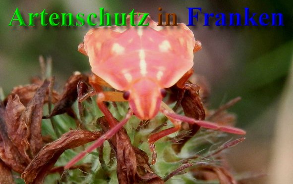 Copyright AiS- Albert Meier Bild zum Eintrag (22812-160)