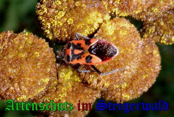 Copyright AiS / 2009 Albert Meier Bild zum Eintrag (22816-160)