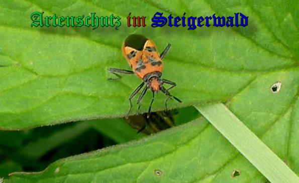 Copyright AiS- Albert Meier Bild zum Eintrag (22818-160)