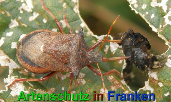 Copyright AiS- Albert Meier Bild zum Eintrag (22825-160)