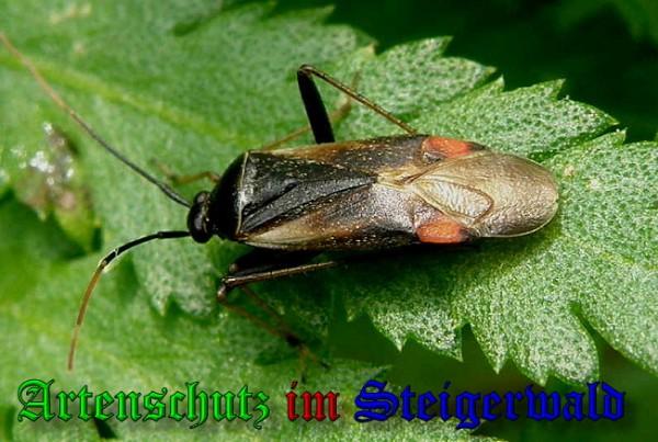 Copyright AiS / 2009 Albert Meier Bild zum Eintrag (22837-160)