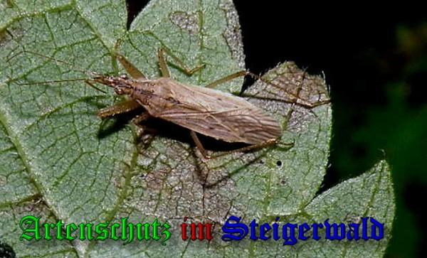 Copyright AiS / 2009 Albert Meier Bild zum Eintrag (22844-160)