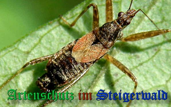 Copyright AiS- Albert Meier Bild zum Eintrag (22846-160)