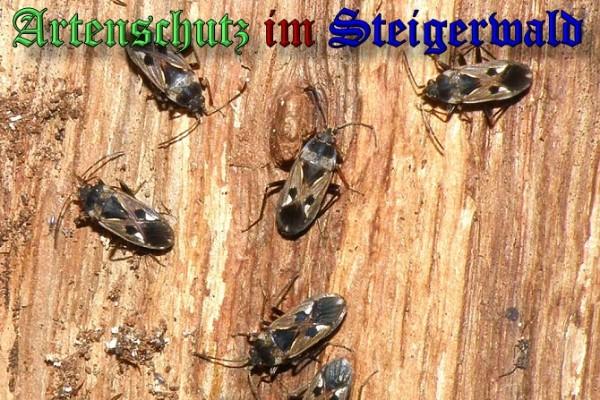 Copyright AiS / 2009 Albert Meier Bild zum Eintrag (22850-160)