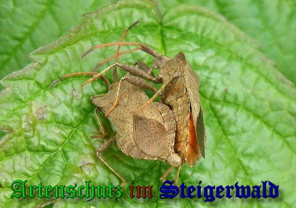 Copyright AiS / 2010 Meier Bild zum Eintrag (22859-160)