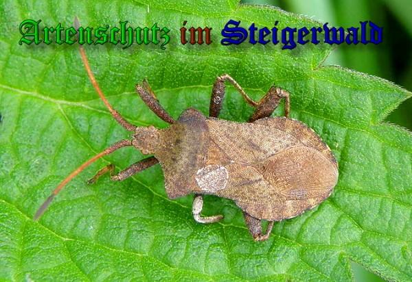 Copyright AiS / 2010 Meier Bild zum Eintrag (22862-160)