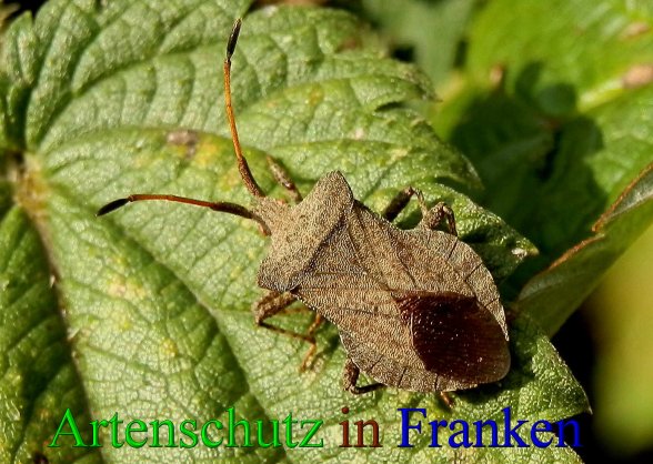 Copyright AiS- Albert Meier Bild zum Eintrag (22864-160)
