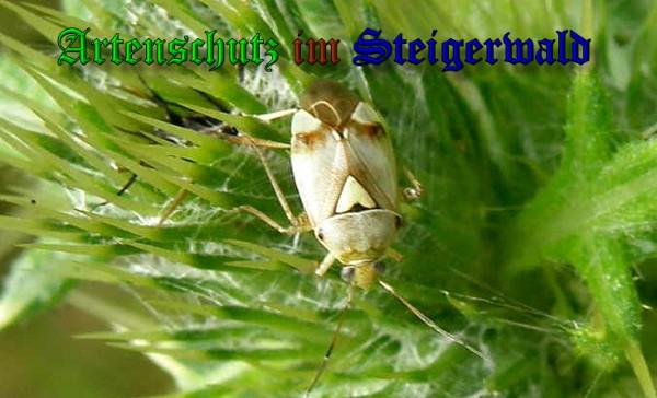 Copyright AiS / 2010 Meier Bild zum Eintrag (22871-160)