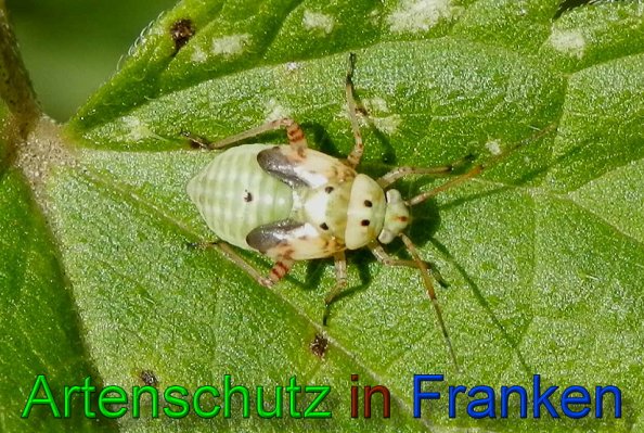 Copyright AiS- Albert Meier Bild zum Eintrag (22873-160)