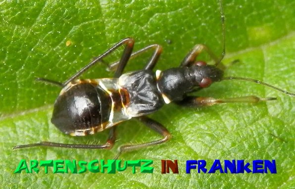 Copyright AiS- Albert Meier Bild zum Eintrag (22898-160)