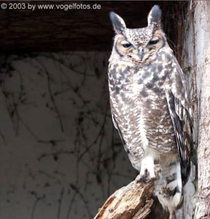 Copyright AiS / Mit freundlicher Genehmigung von Vogelfotos.de Bild zum Eintrag (22919-160)