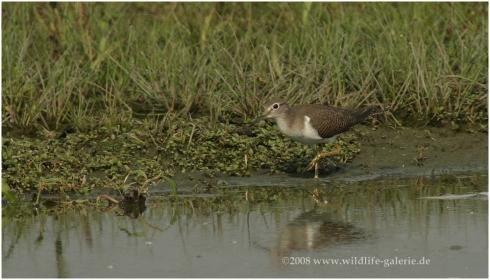 Copyright AiS / 2008 wildlife-galerie.de Bild zum Eintrag (22949-160)