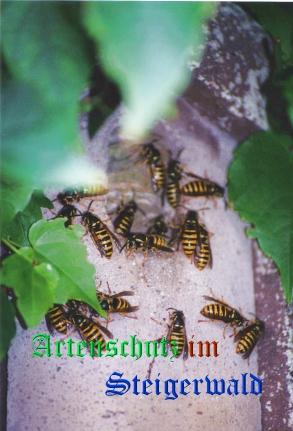 Copyright AiS / Schrei Bild zum Eintrag (22970-160)