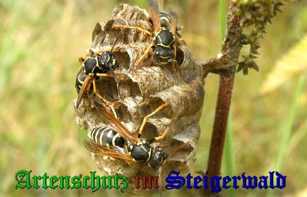 Copyright AiS / 2010 A. Meier Bild zum Eintrag (22982-160)