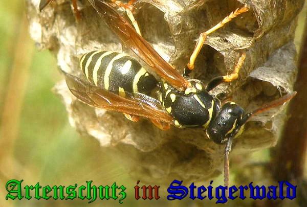 Copyright AiS / 2010 A. Meier Bild zum Eintrag (22983-160)
