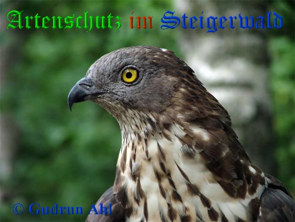 Copyright AiS / 2009 Gudrun Ahl Bild zum Eintrag (23004-160)