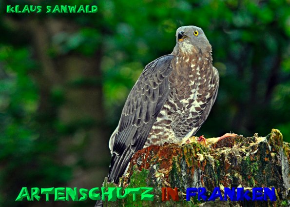 Copyright AiS Klaus Sanwald Bild zum Eintrag (23006-160)