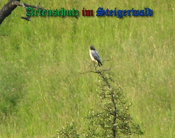 Bild zum Eintrag (23061-160)
