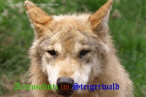 Copyright AiS / 2008 Wolfswelten / Witt Bild zum Eintrag (23078-160)