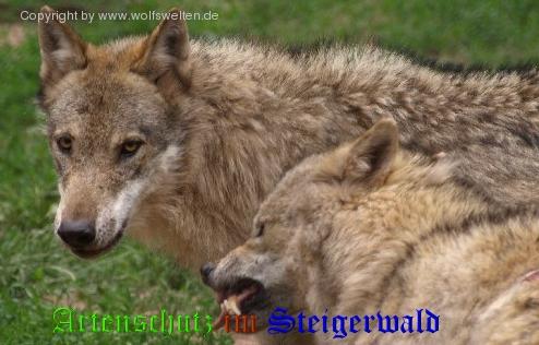 Copyright AiS / 2008 Wolfswelten / Witt Bild zum Eintrag (23085-160)