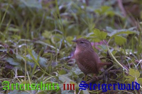 Copyright AiS / Ulrich Rösch Bild zum Eintrag (23103-160)
