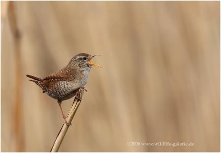 Copyright AiS / 2008 wildlife-galerie.de Bild zum Eintrag (23115-160)