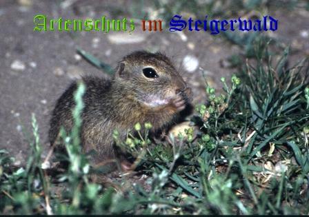 Copyright AiS / 2008 Hubertus Zinnecker Bild zum Eintrag (23134-160)