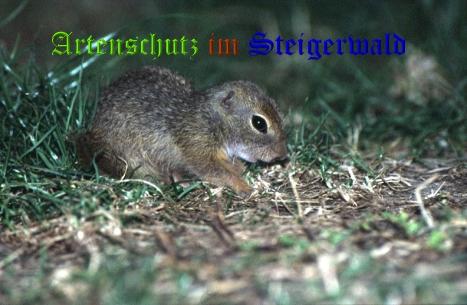 Copyright AiS / 2008 Hubertus Zinnecker Bild zum Eintrag (23136-160)
