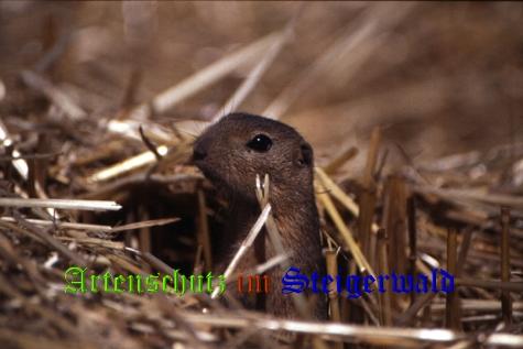 Copyright AiS / 2008 Hubertus Zinnecker Bild zum Eintrag (23139-160)
