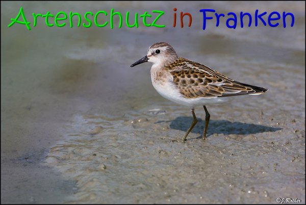 Copyright AiS Johannes Rother Bild zum Eintrag (23158-160)