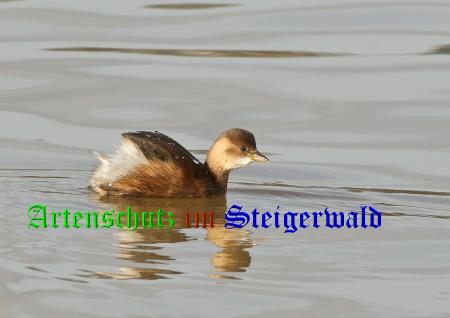 Copyright AiS / Andy Gehrig Bild zum Eintrag (23161-160)