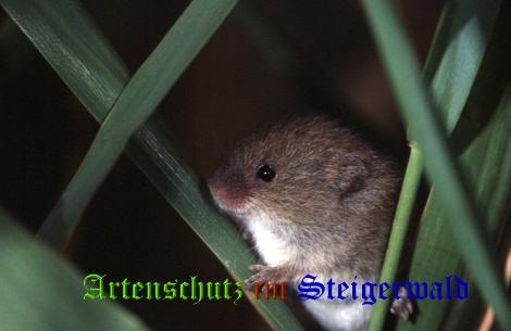 Copyright AiS / 2008 Hubertus Zinnecker Bild zum Eintrag (23171-160)