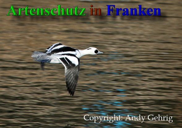 Copyright AiS - Andy Gehrig Bild zum Eintrag (23176-160)